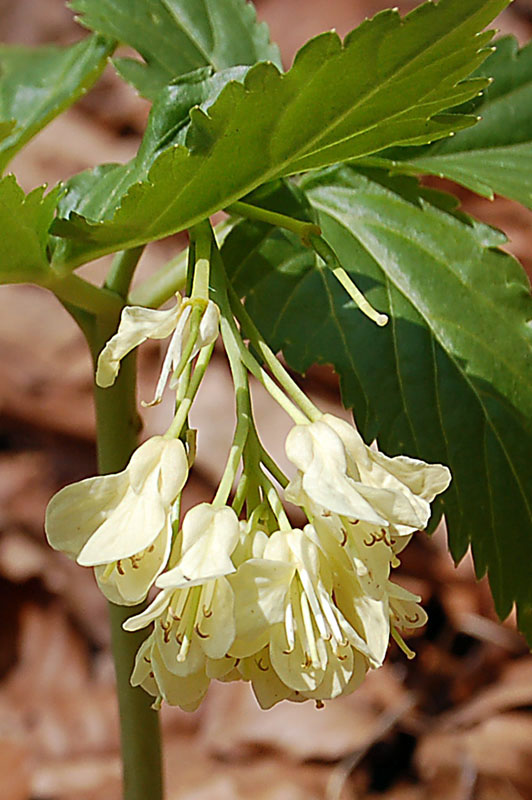 Cardamine enneaphyllos / Dentaria a nove foglie